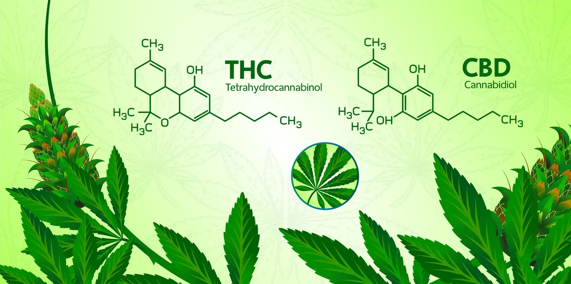 Everything You Need to Know Before Buying a CBD Pain Cream