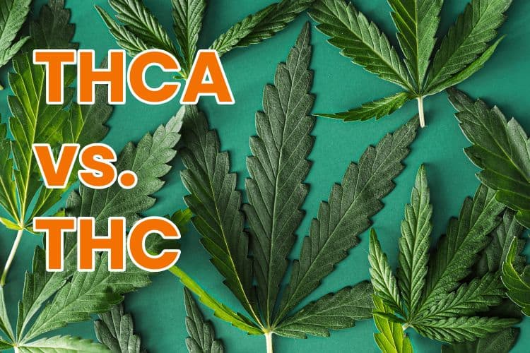 THCA in Florida: How It Differs from Other Cannabinoids